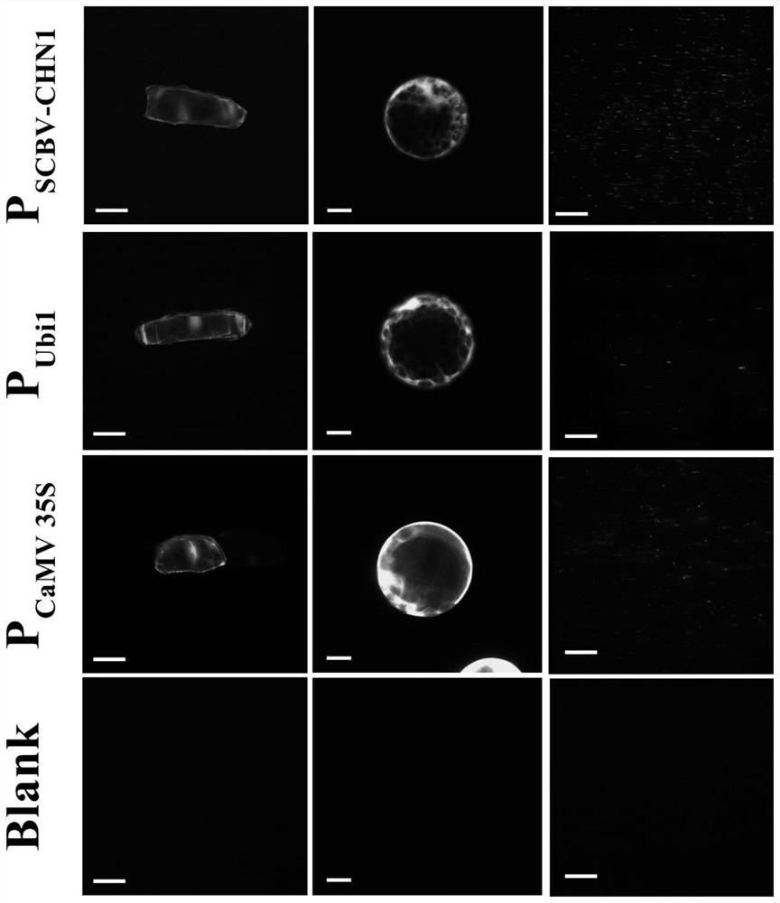 Constitutive promoter PSCBV-CHN1 from sugarcane baculovirus and application thereof