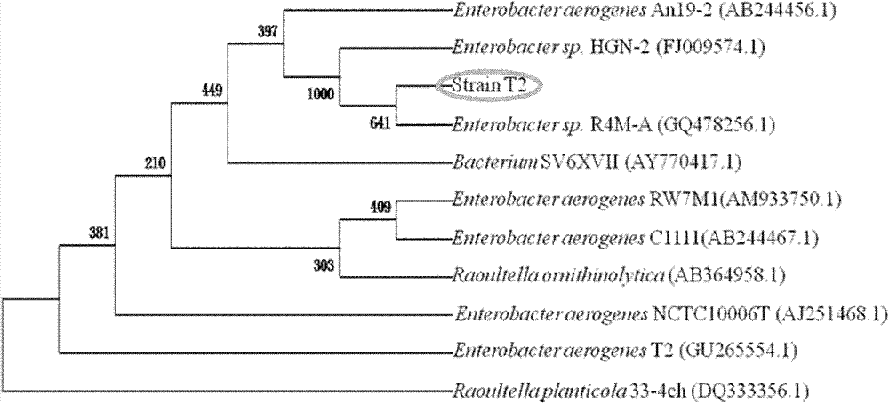 Heavy metal-tolerant bacterial strain and application thereof