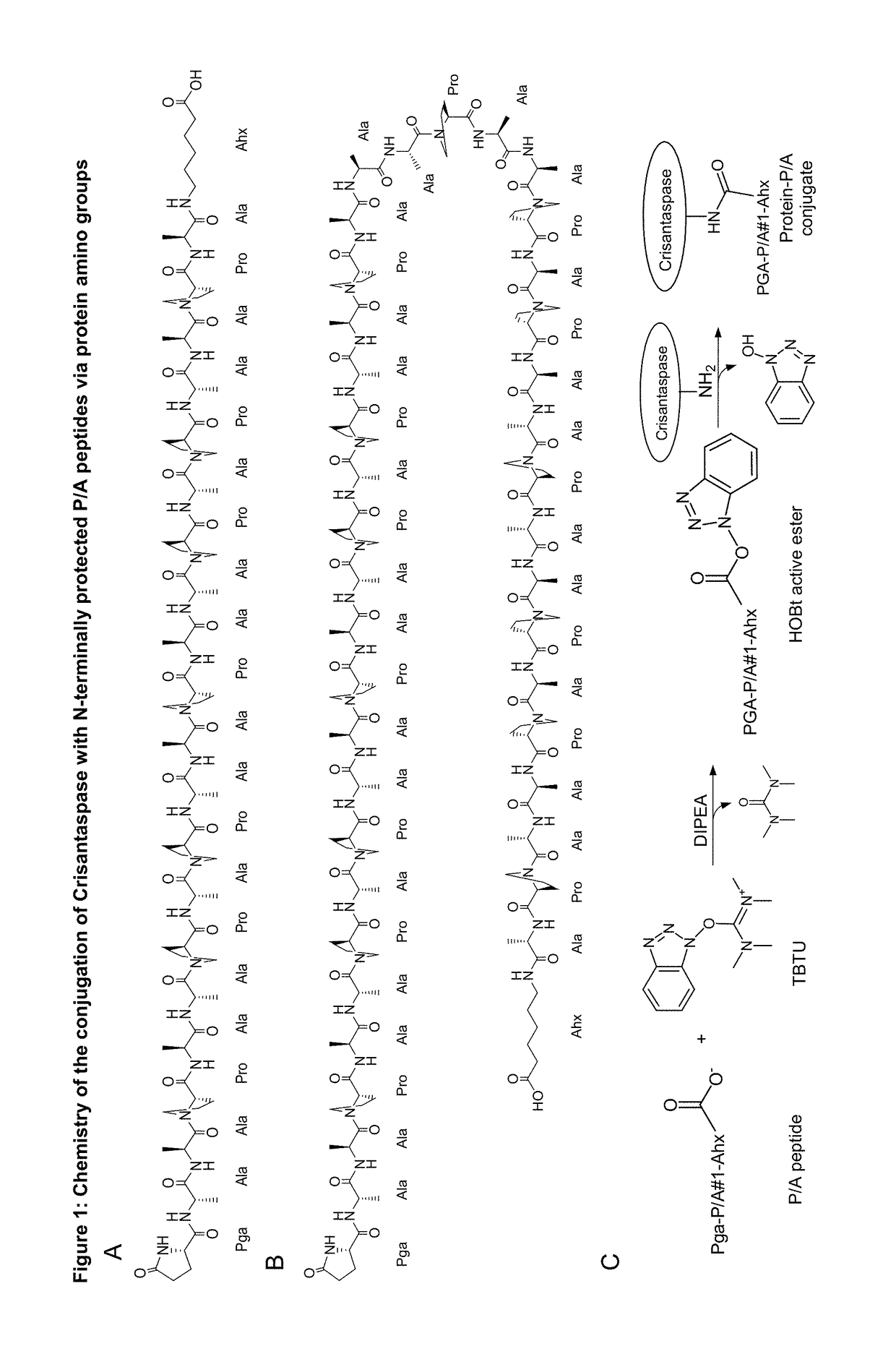 Modified L-asparaginase