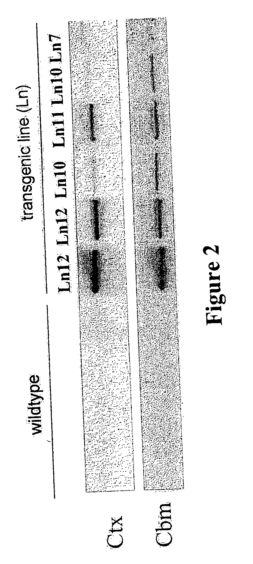 Transgenic animals expressing transglutaminase II