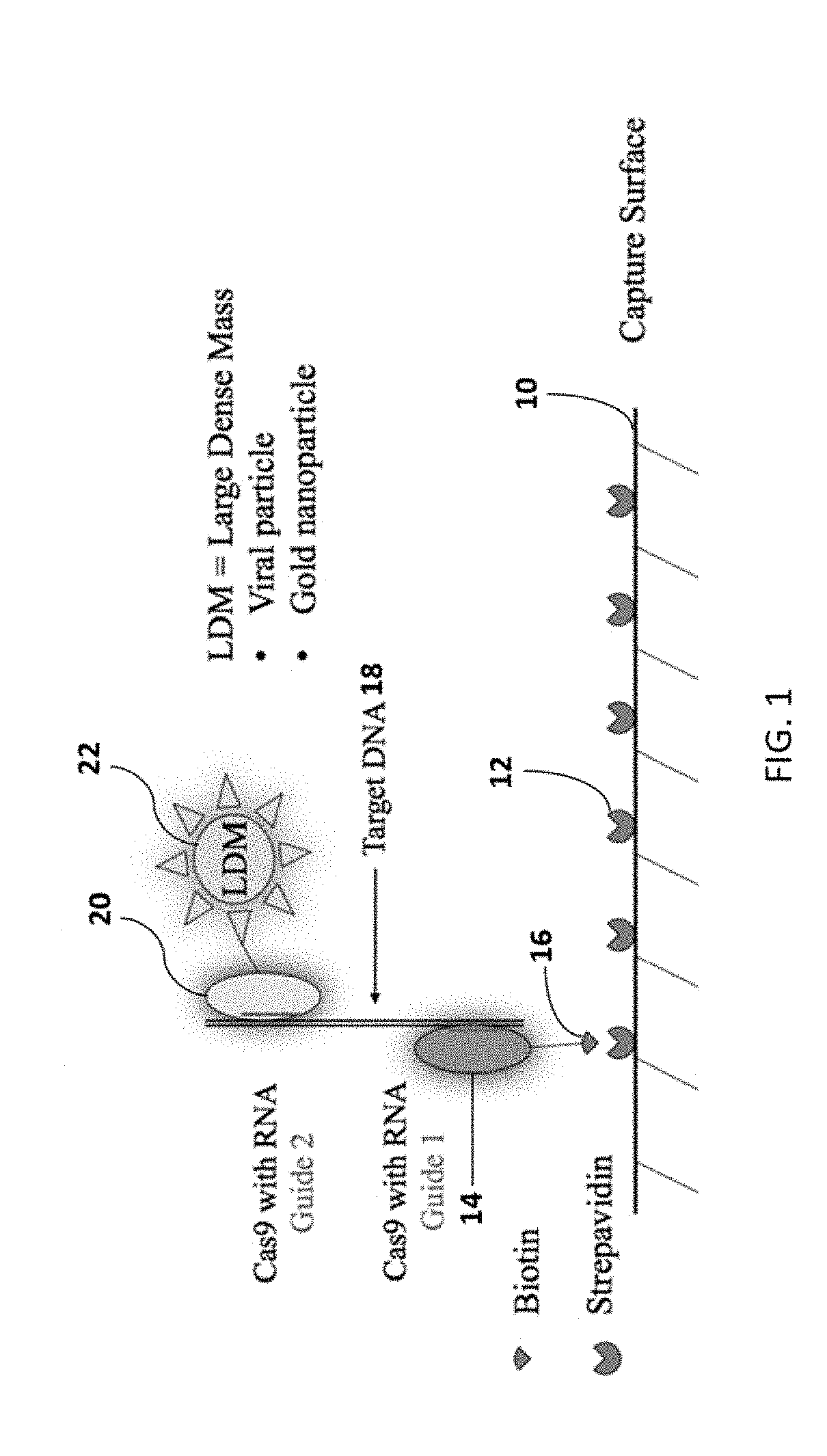 Method for isothermal DNA detection using a modified crispr/cas system and the  apparatus for detection by surface  acoustic waves for gene editing