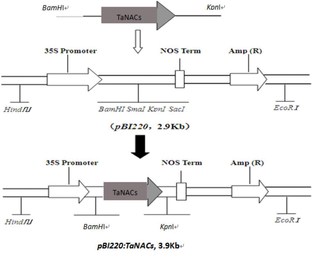 NAC transcription factor gene TaNACs in wheat as well as expression vector and application thereof