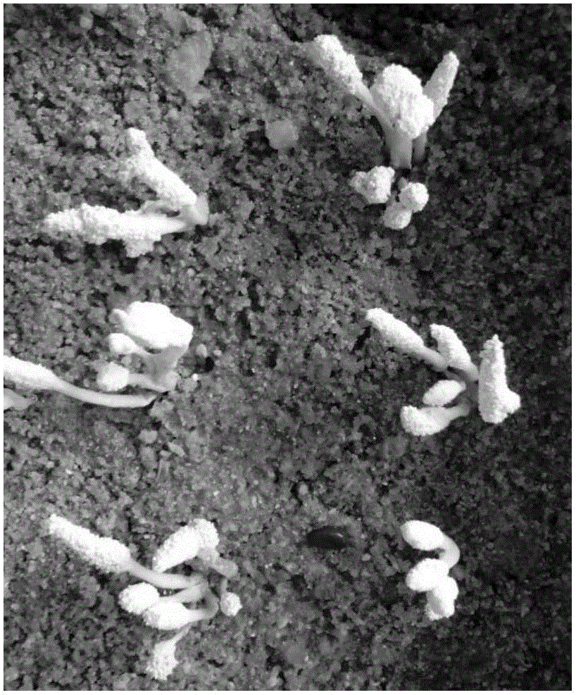 Method for manually cultivating silkworm chrysalis cordyceps cicadae by using silkworm chrysalis of domestic silkworms as hosts