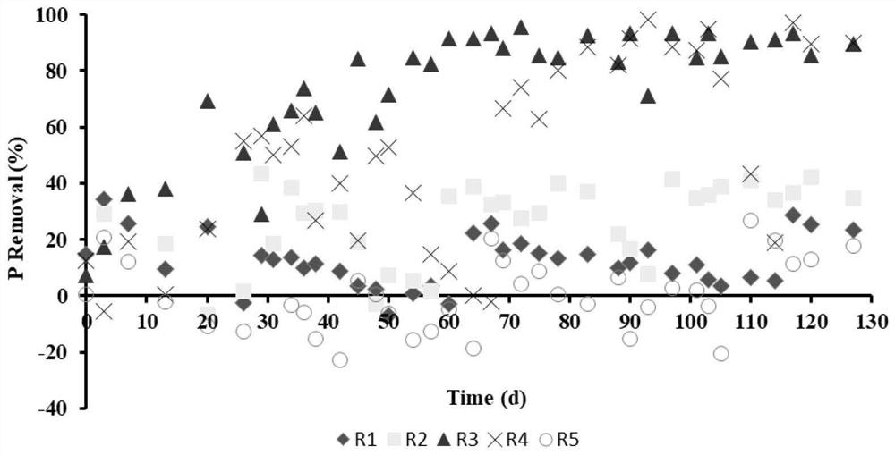 Aerobic granular sludge rapid culture and stabilization method based on quorum sensing signal molecule synthesis