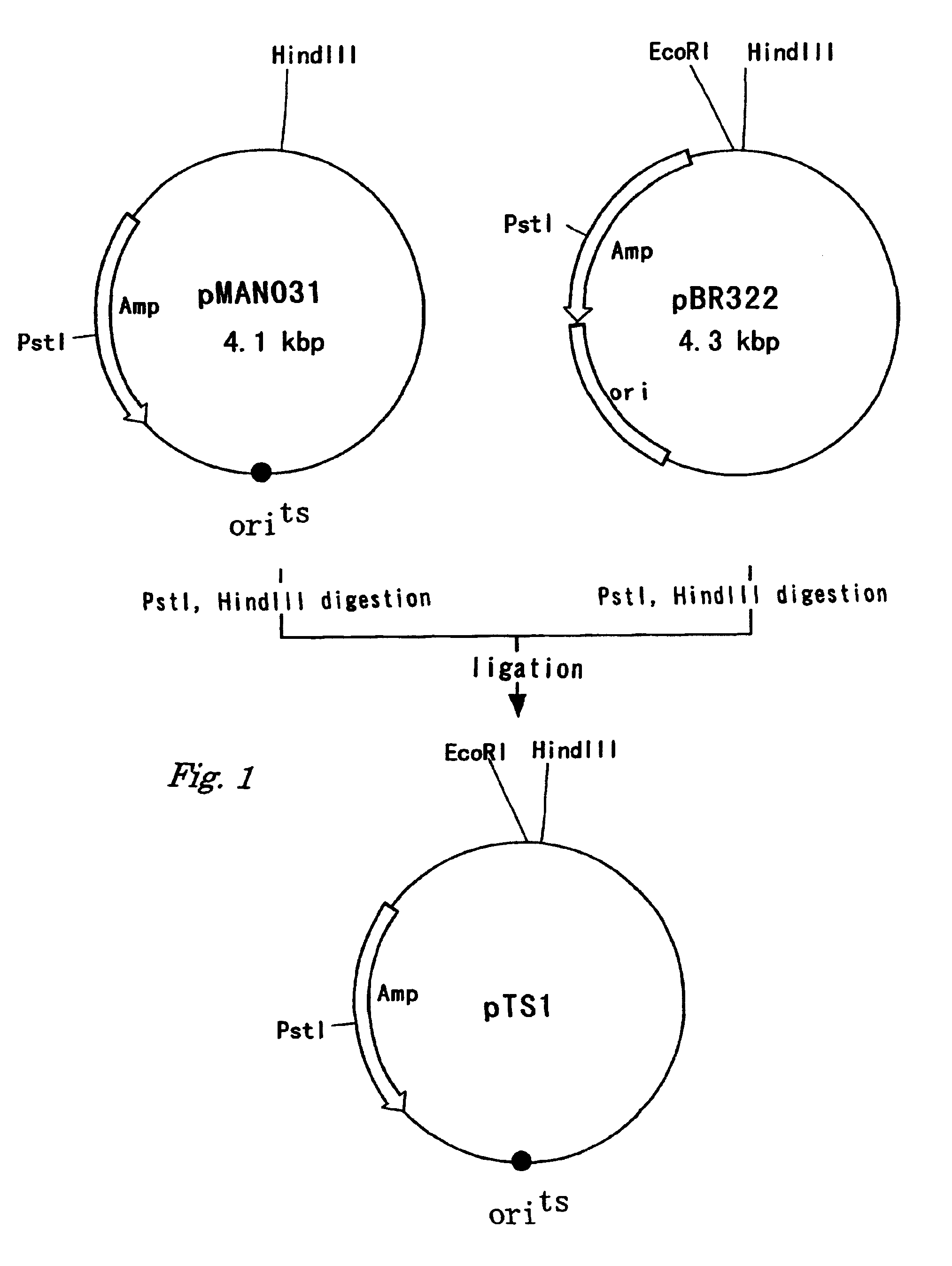 Method for producing target substance using microorganisms with reduced interactions between MalK and IIA<sup>Glc </sup>