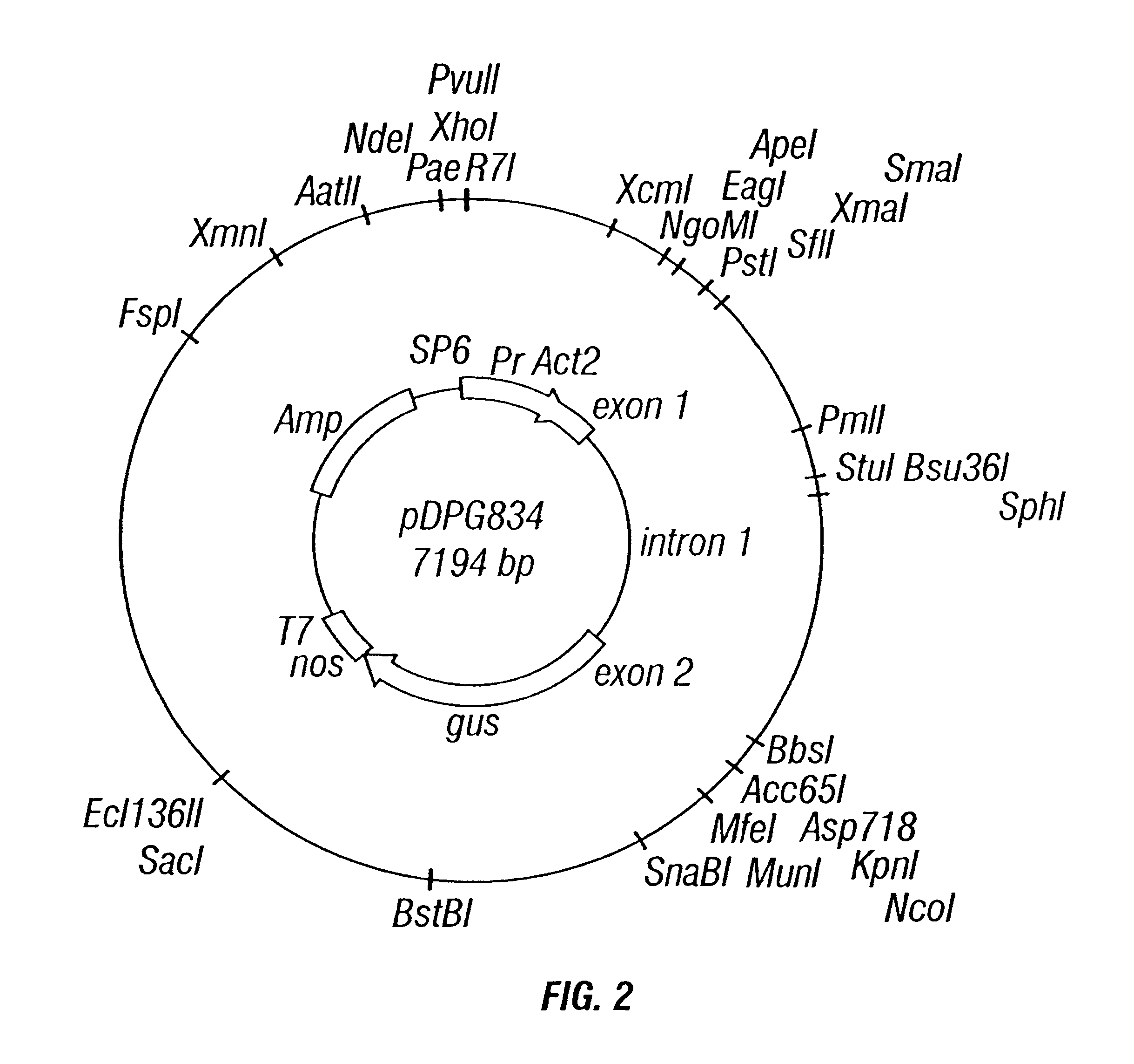 Rice actin 2 promoter and intron and methods for use thereof