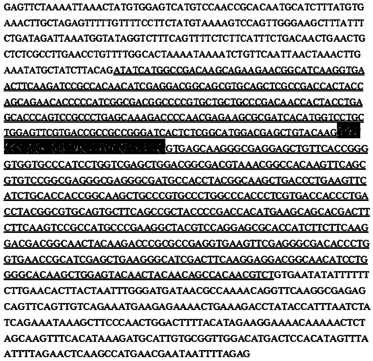 Fluorescent reporter system for screening and identification of circular RNA translation proteins and its construction