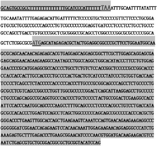 Fluorescent reporter system for screening and identification of circular RNA translation proteins and its construction