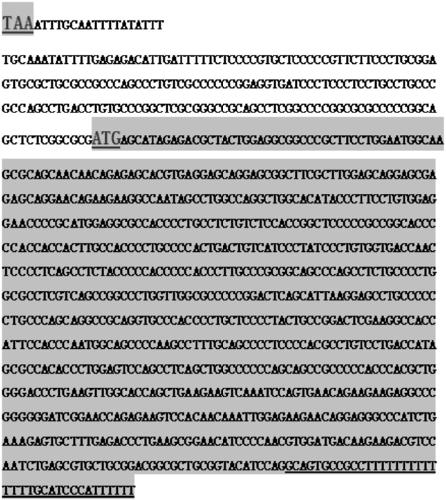 Fluorescent reporter system for screening and identification of circular RNA translation proteins and its construction