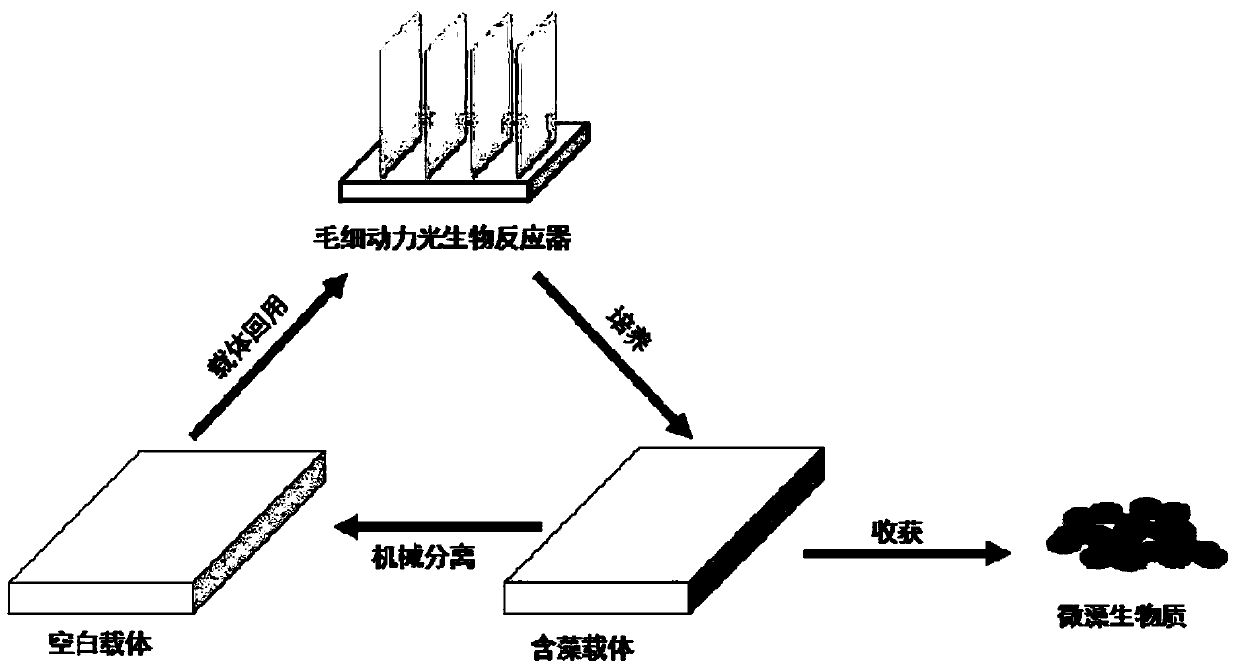 Microalgae solid-phase attachment growth culture method based on capillary power supply water supply and nutrition