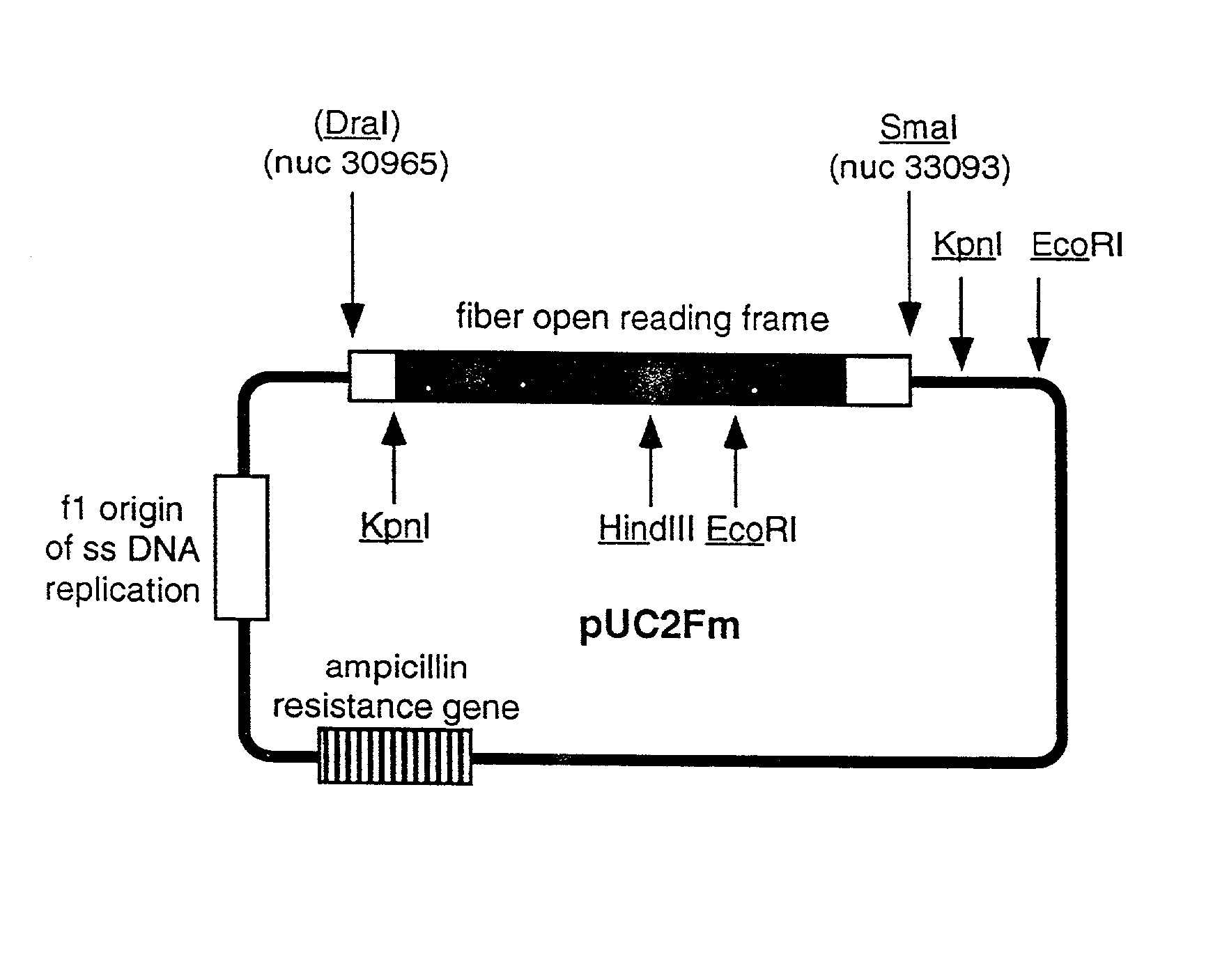 Ligands added to adenovirus fiber