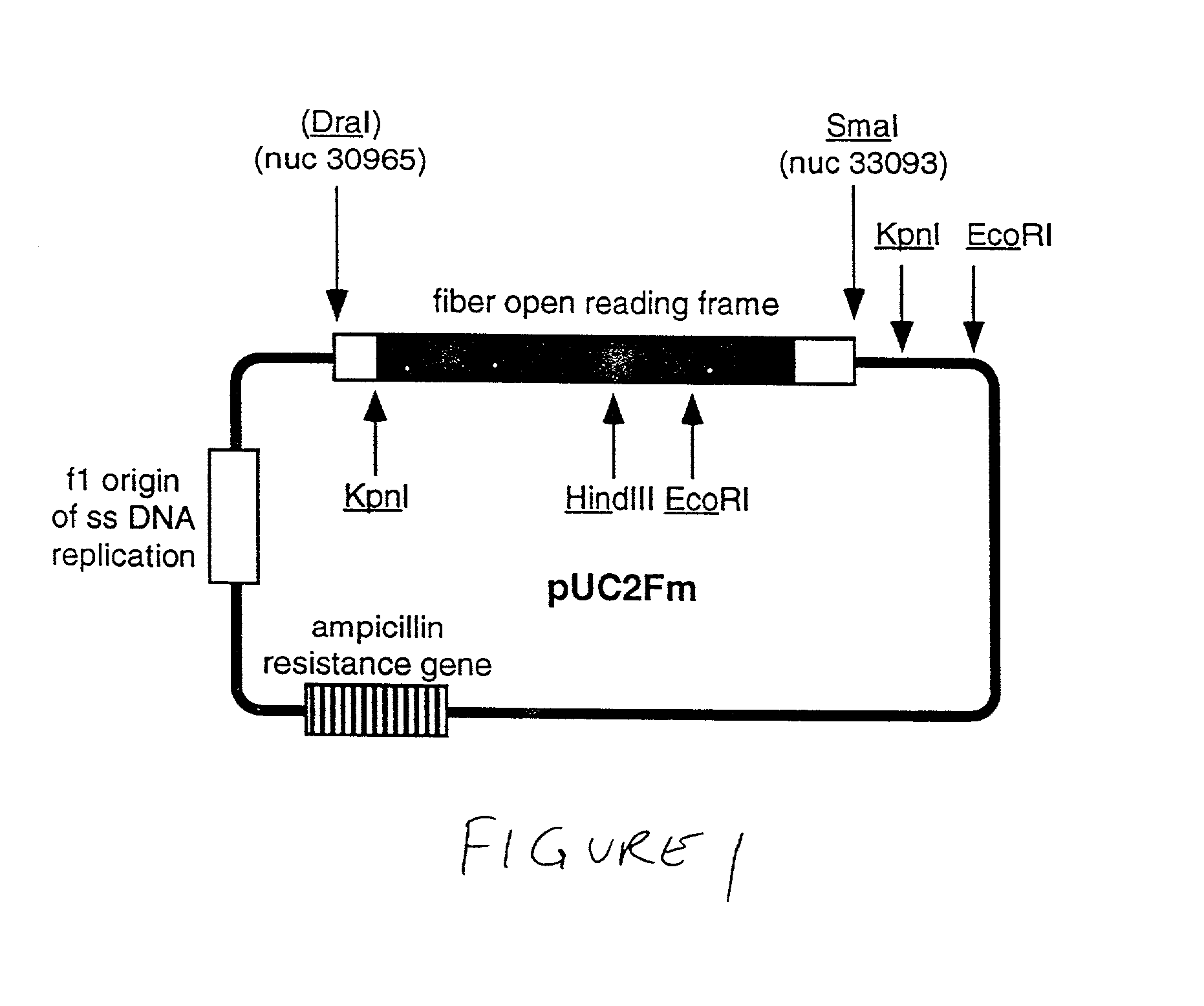 Ligands added to adenovirus fiber