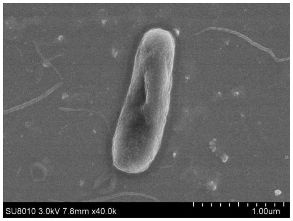 A kind of oily sludge degrading bacterial strain proteus mirabilis SB and its application