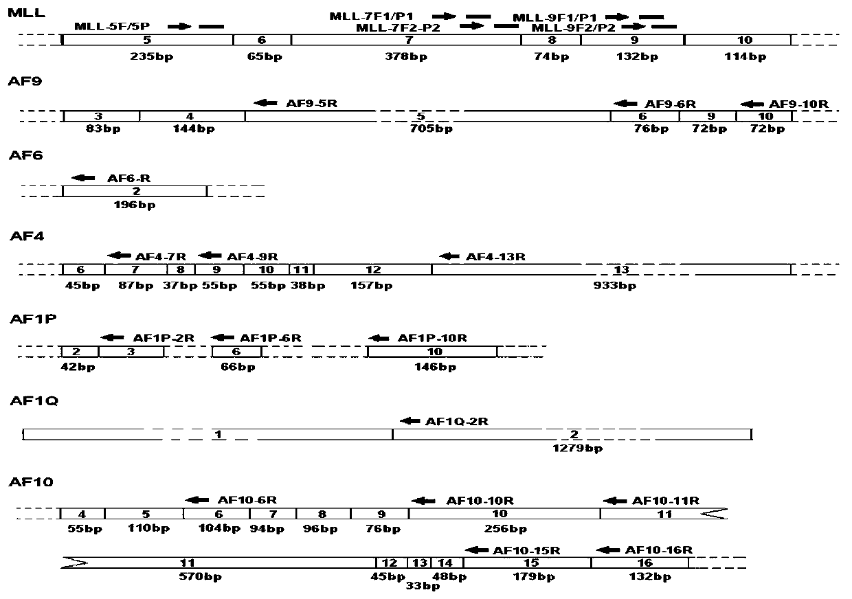 Primers, probes, compositions and methods for screening and identifying fusion genes related to Mll rearrangement by multiplex fluorescent PCR technology