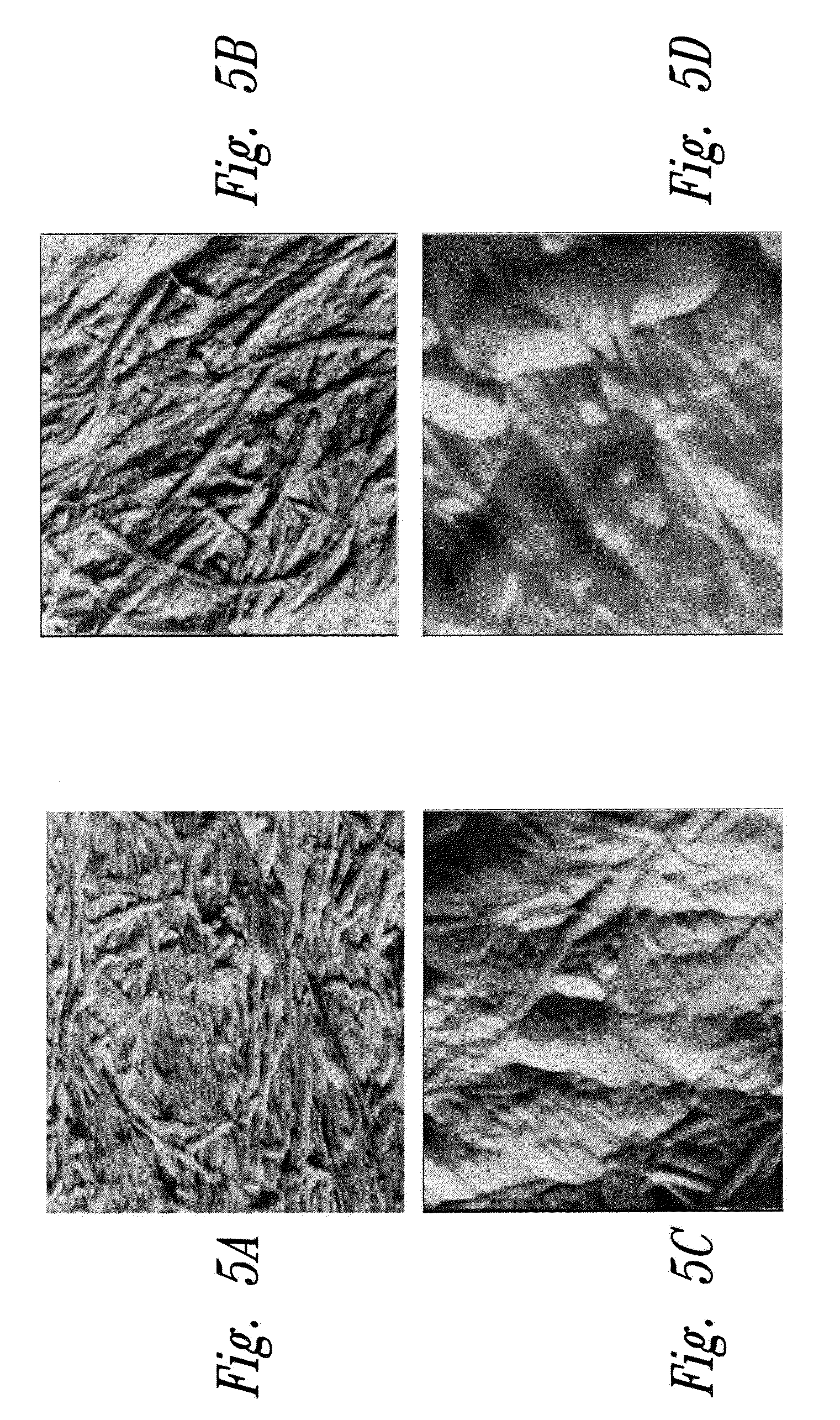 Method of in situ bioproduction and composition of bacterial cellulose nanocomposites