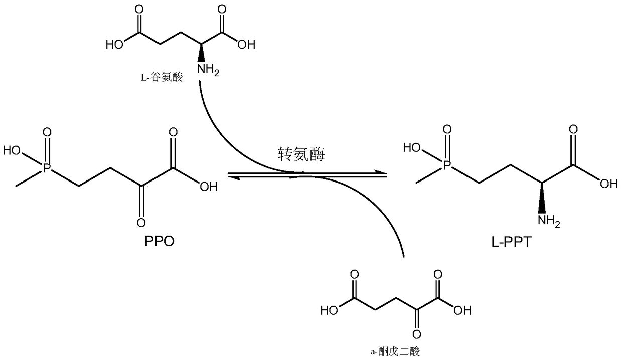 A kind of production method of L-glufosinate-ammonium