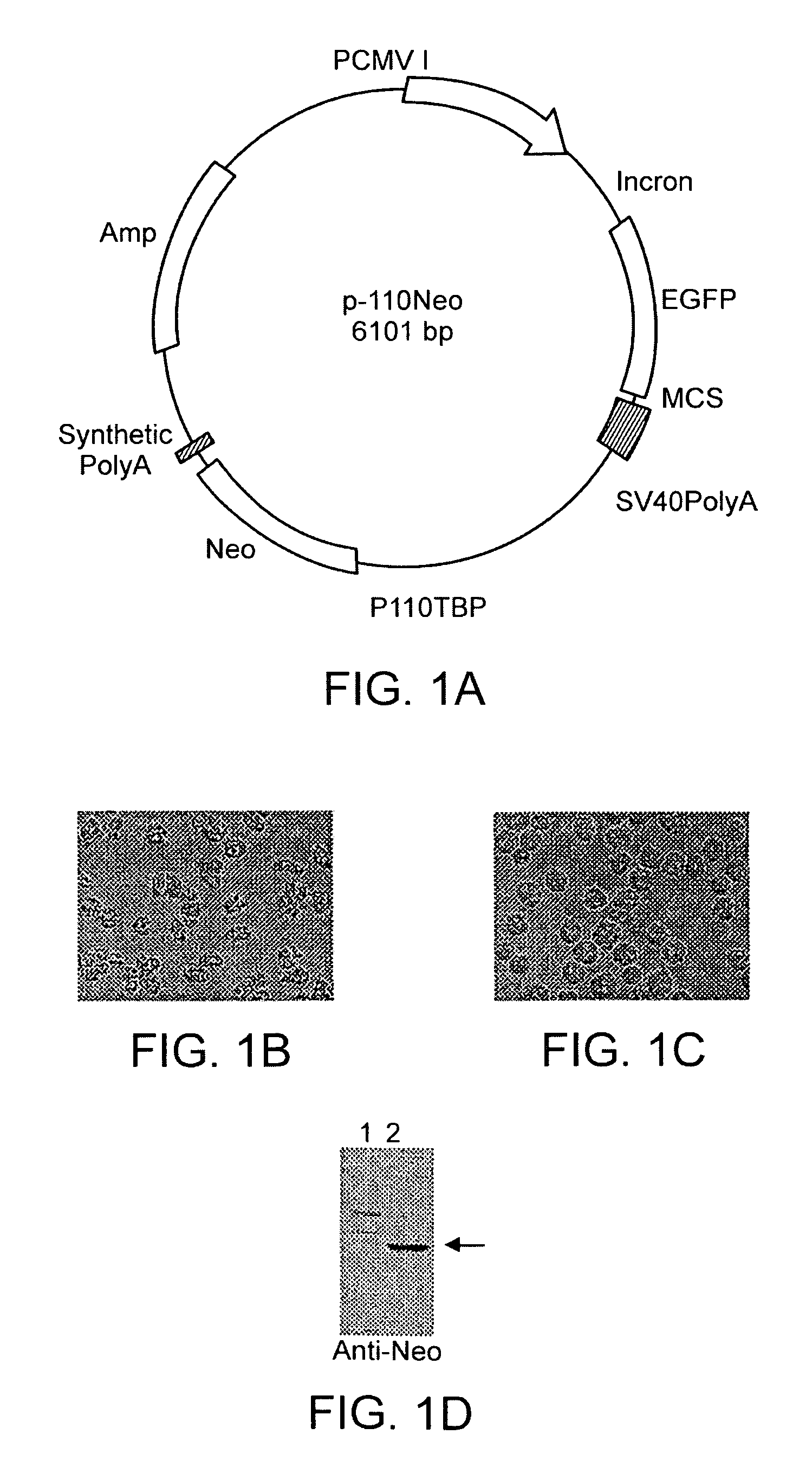 Stable Acanthamoeba protein expression systems