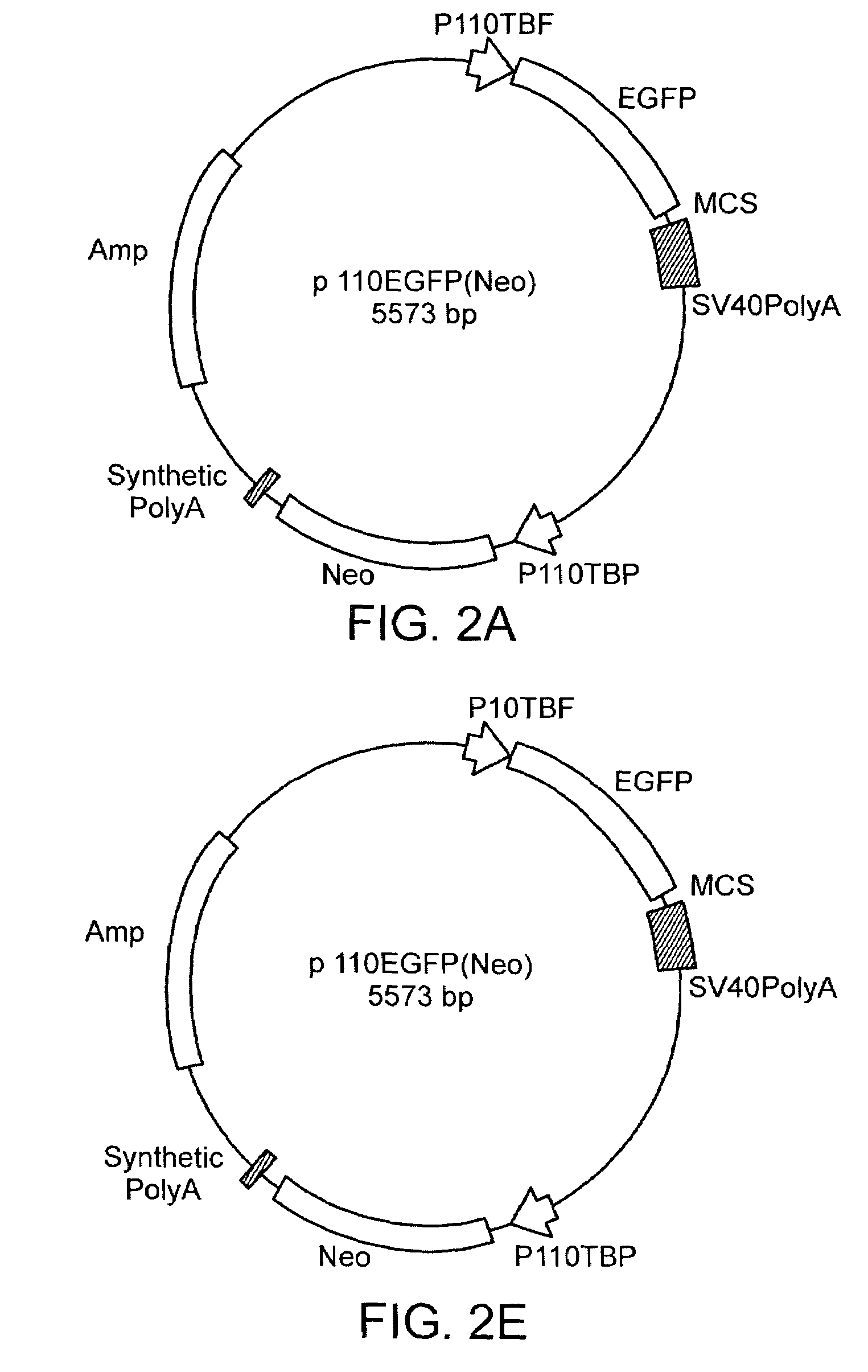 Stable Acanthamoeba protein expression systems