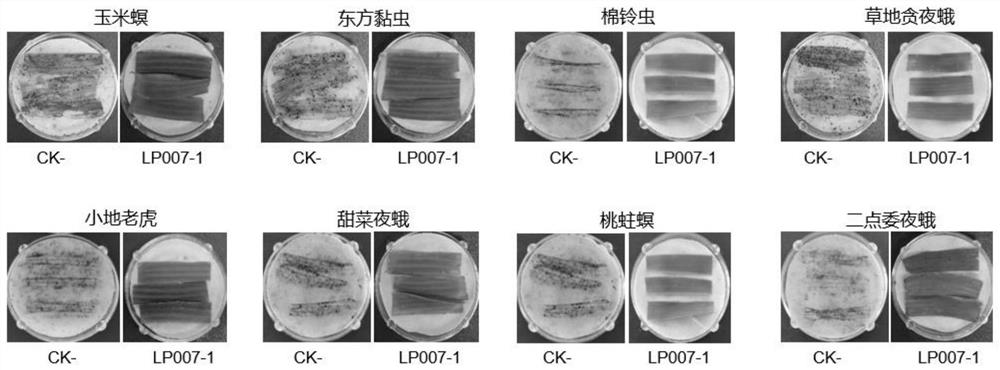 Transgenic maize event LP007-1 and detection method thereof