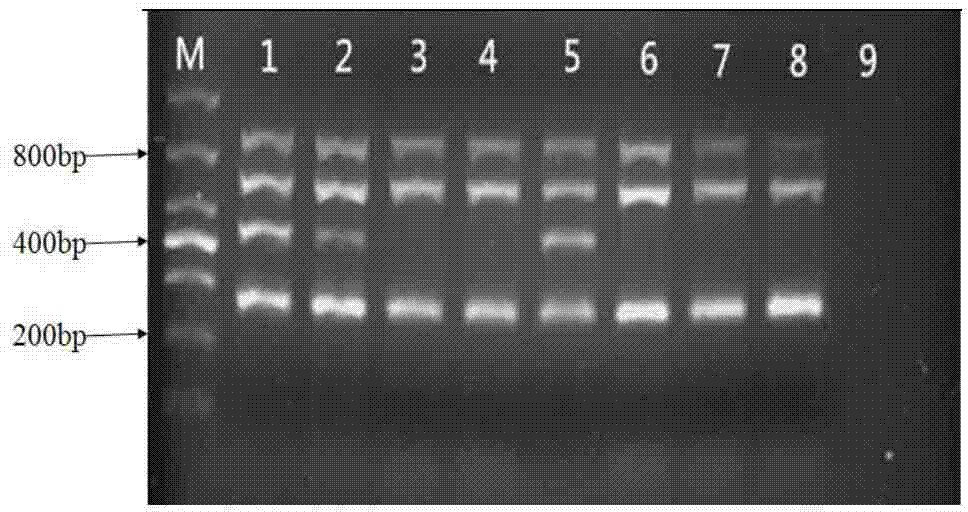 Multiplex PCR (polymerase chain reaction) method for testing three main pathogens in beef