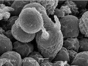 Artificial culture strain of wild edible fungi and culture method of artificial culture strain