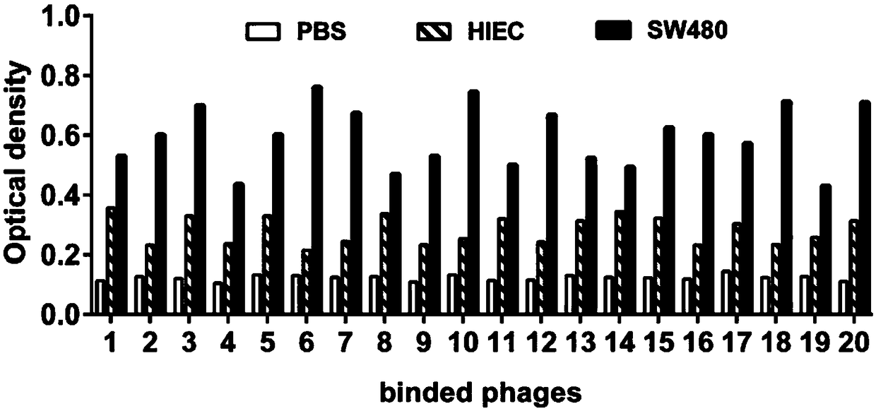 Specific polypeptide targeting at human colon cancer cells