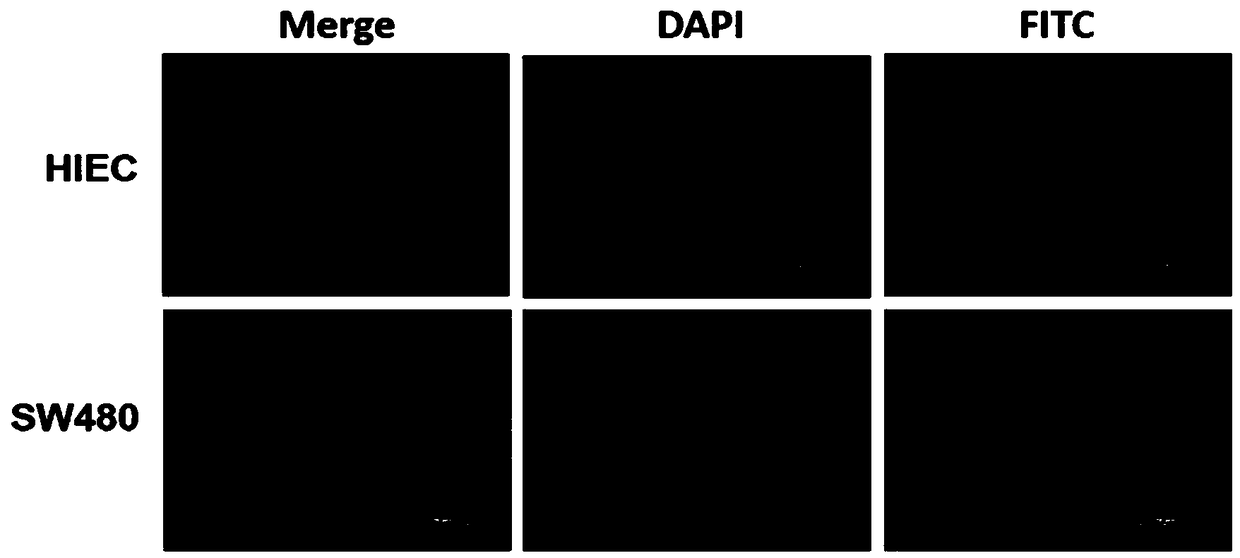 Specific polypeptide targeting at human colon cancer cells