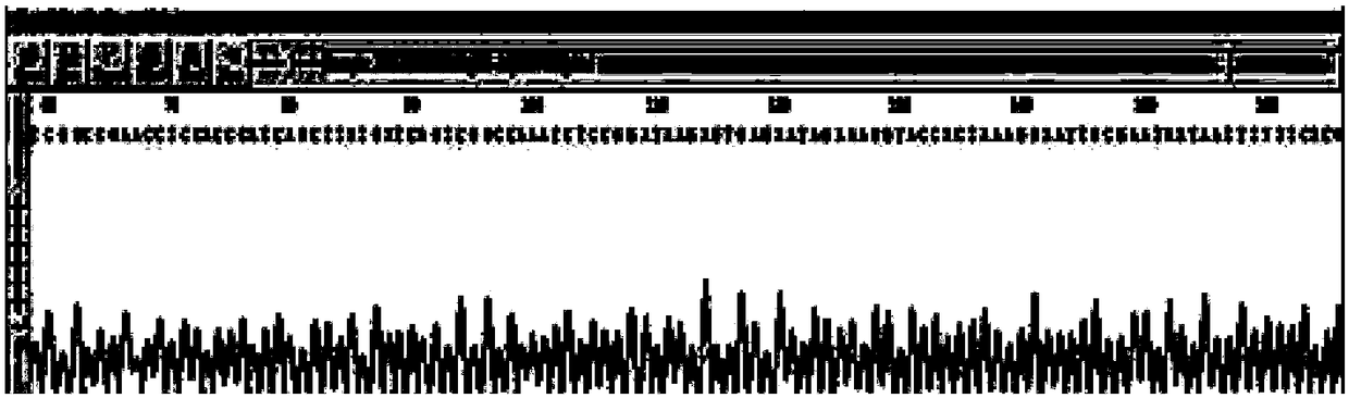 Specific polypeptide targeting at human colon cancer cells