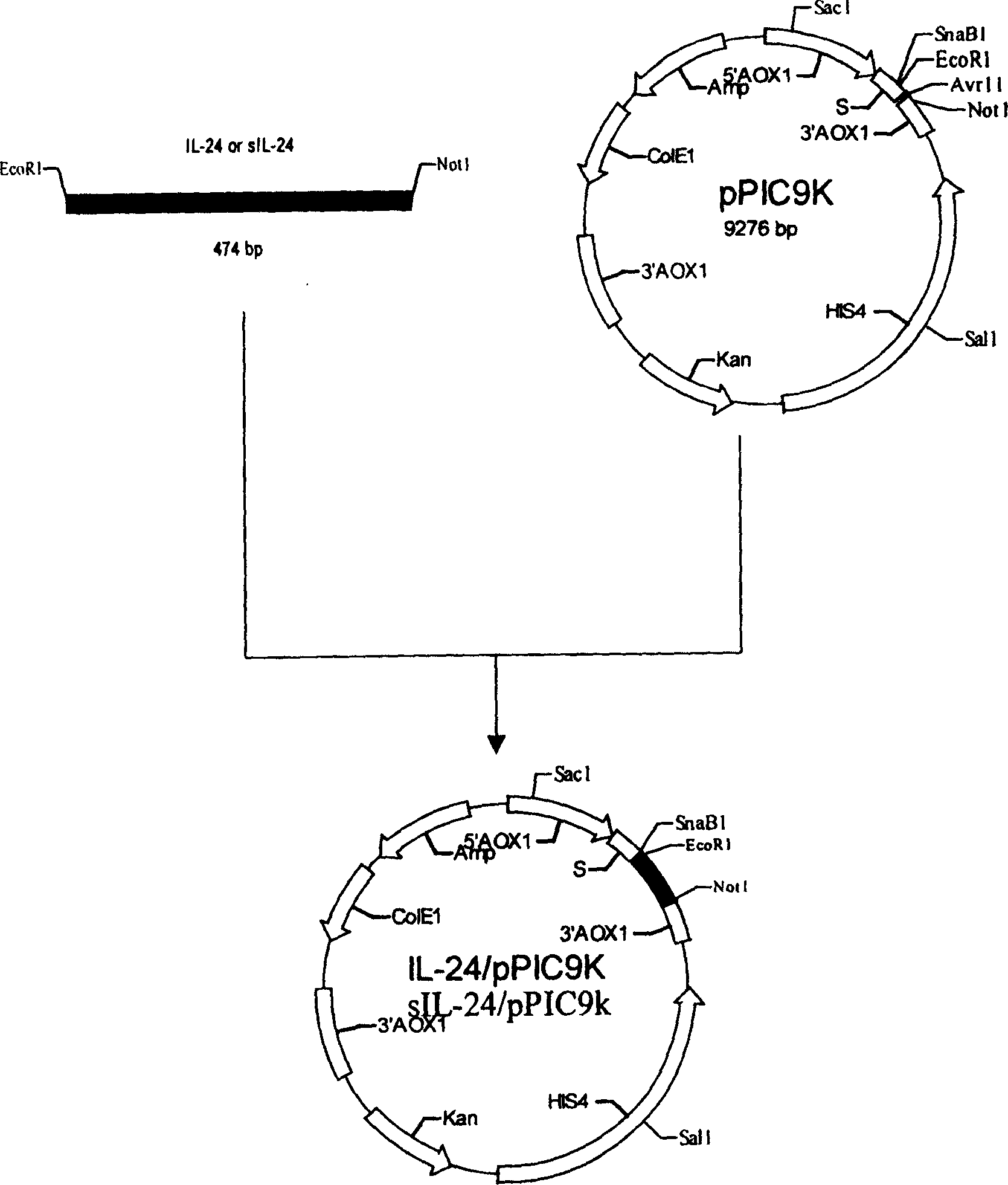 Expression method of interleukin 24 from yeast cell