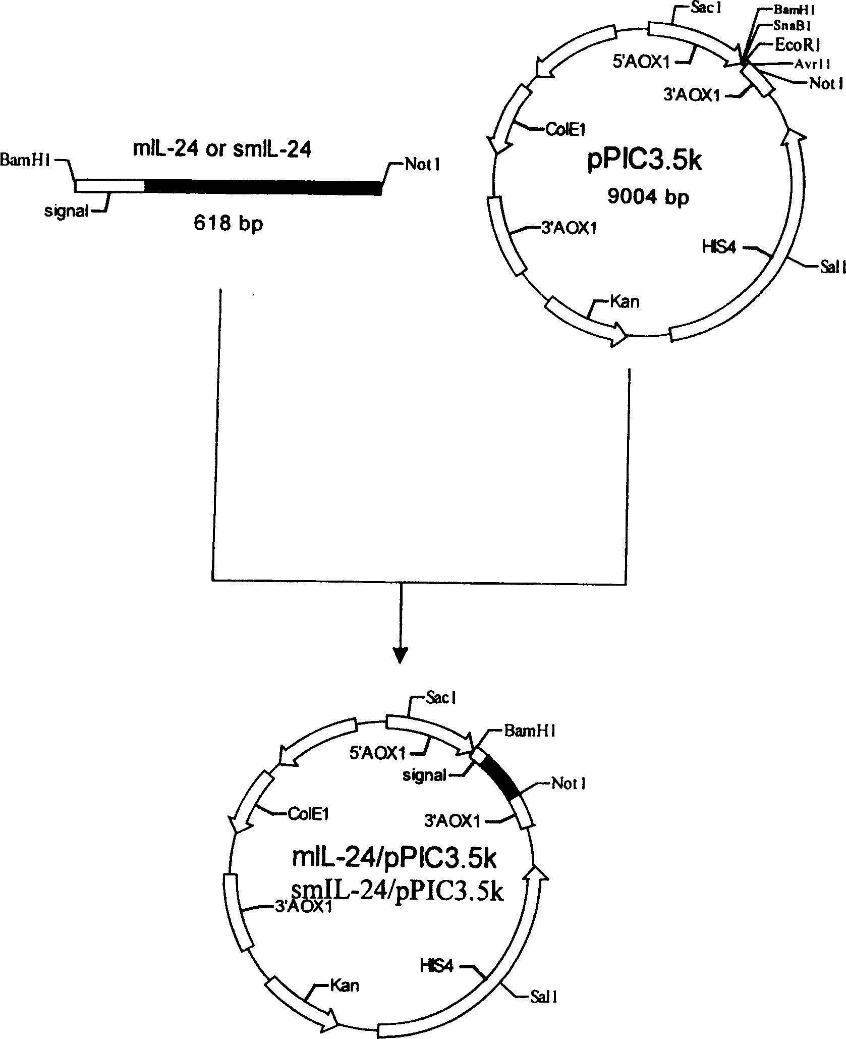 Expression method of interleukin 24 from yeast cell