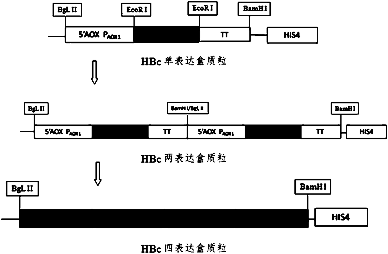 Expression purification method for HBcAg