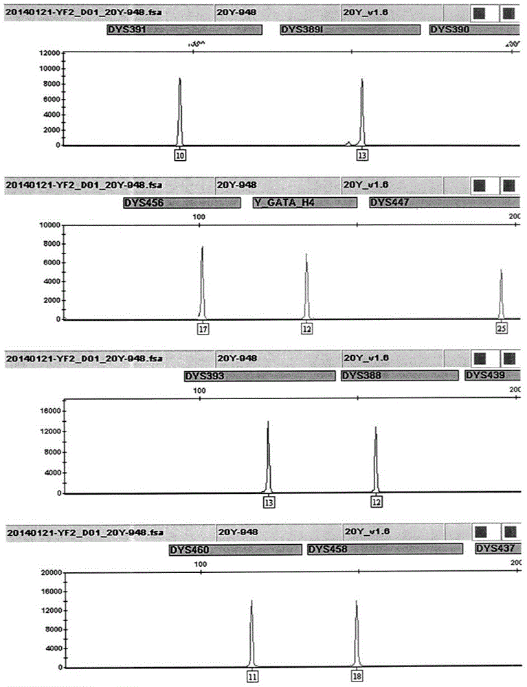 Multiplex Amplification Kit for 20 Y Chromosome Short Tandem Repeats