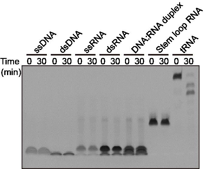 A method for purifying total mRNA from total RNA using slfn13