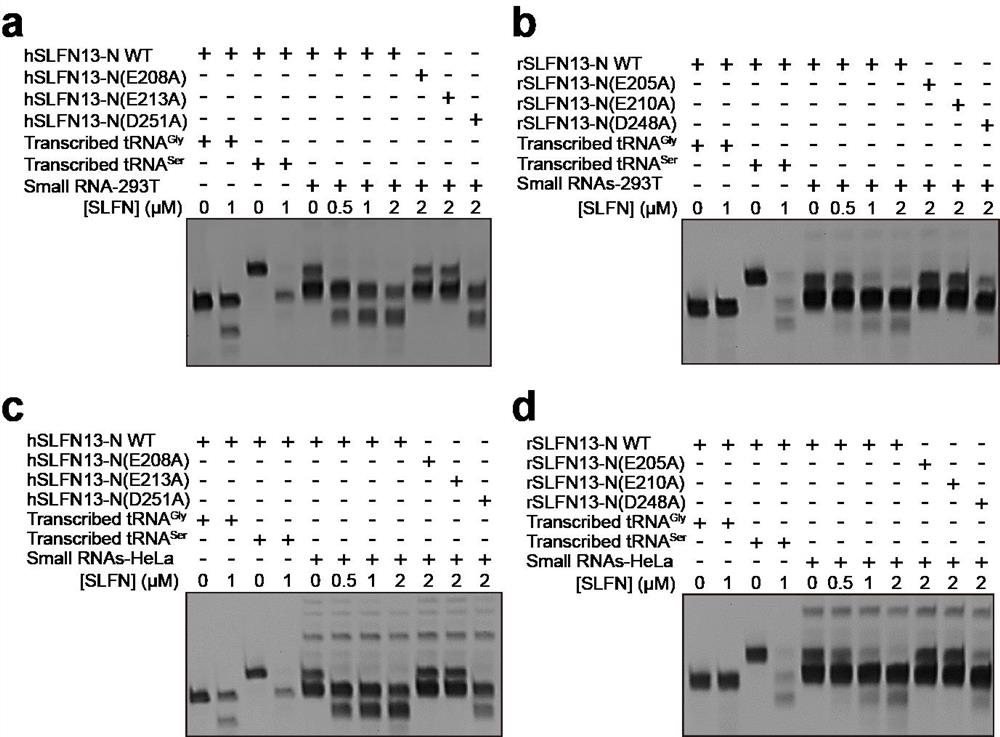 A method for purifying total mRNA from total RNA using slfn13