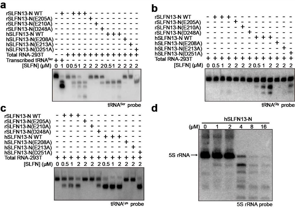 A method for purifying total mRNA from total RNA using slfn13