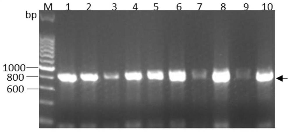 Recombinant human growth hormone and its encoding gene, preparation method and application