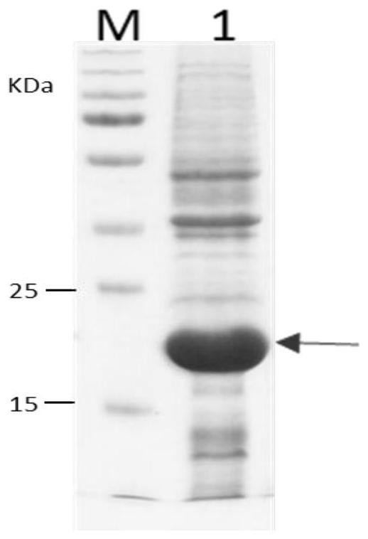 Recombinant human growth hormone and its encoding gene, preparation method and application