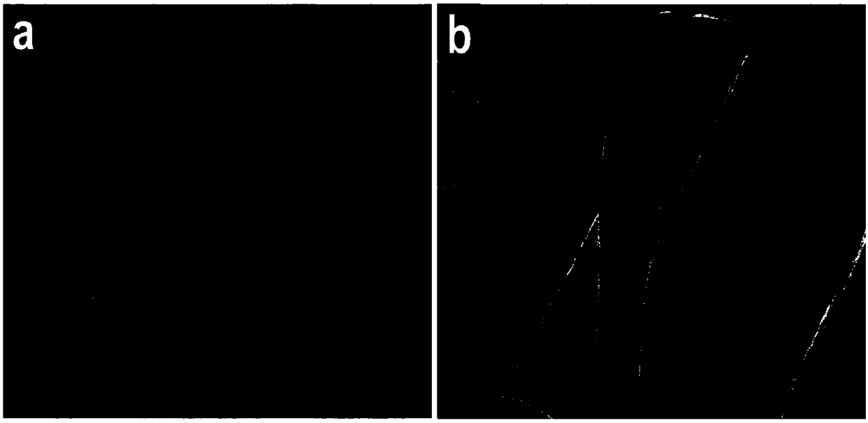 Superhydrophobic multifunctional membrane and preparation method and application thereof in oil-water separation