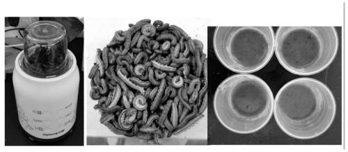 A kind of semi-artificial feed breeding method of ladybugs