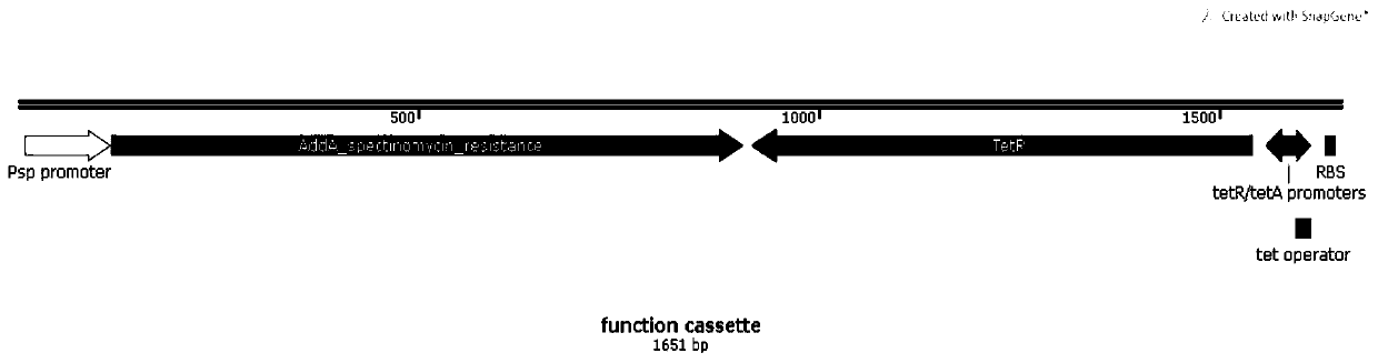 Method for identifying microbial gene functions on basis of inducible promoters