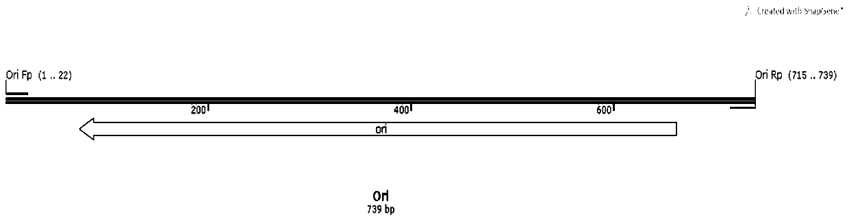 Method for identifying microbial gene functions on basis of inducible promoters