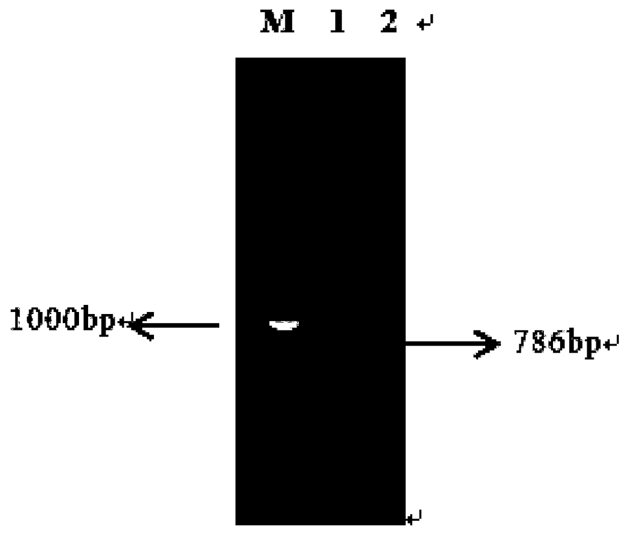 A method for preparing (2s, 3r)-2-benzamidomethyl-3-hydroxybutyric acid methyl ester