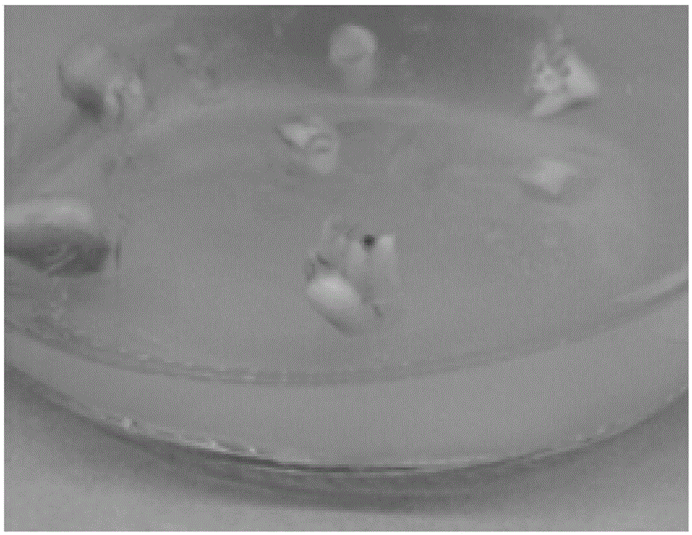 A method for inducing proliferation of fritillary fritillaria callus
