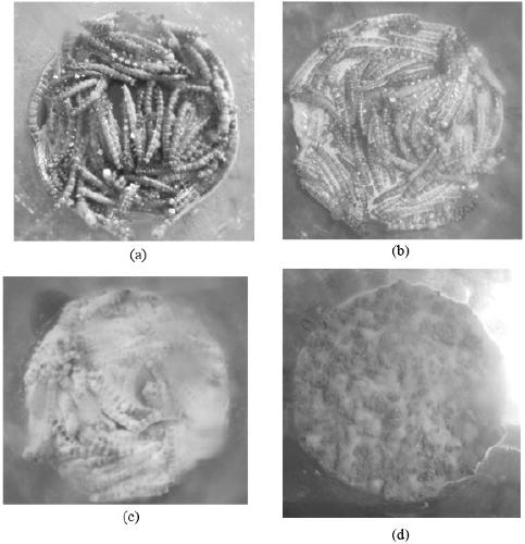 Method for culturing and obtaining cordyceps militaris sporophore by using yellow mealworm larvae as raw materials