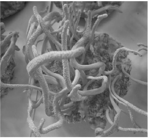 Method for culturing and obtaining cordyceps militaris sporophore by using yellow mealworm larvae as raw materials