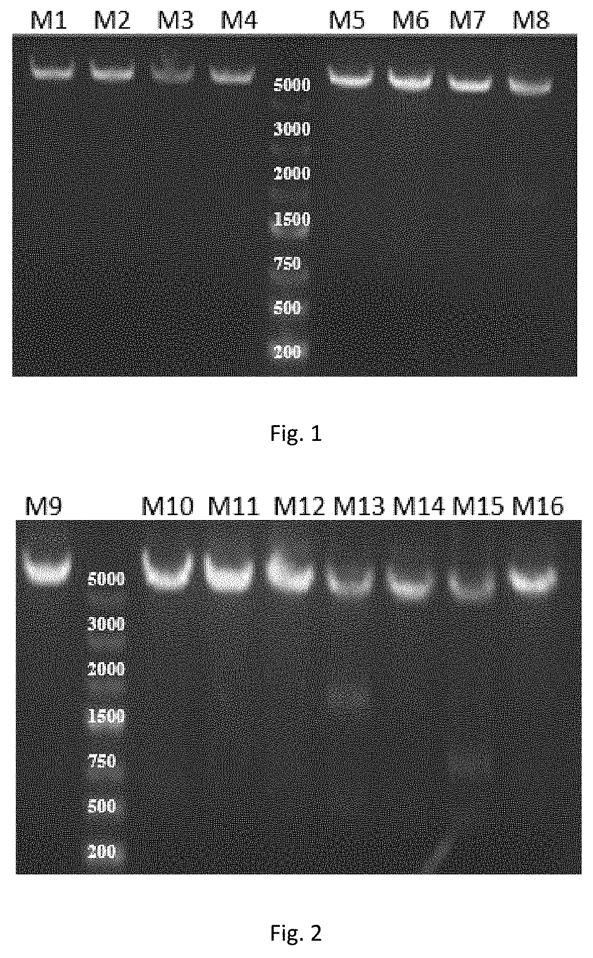 Alcohol Dehydrogenase Mutant and Application thereof in Synthesis of Diaryl Chiral Alcohols