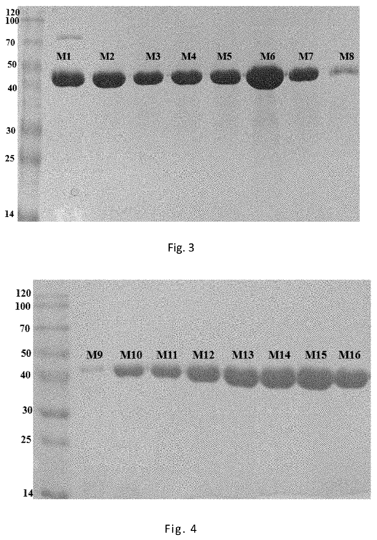 Alcohol Dehydrogenase Mutant and Application thereof in Synthesis of Diaryl Chiral Alcohols