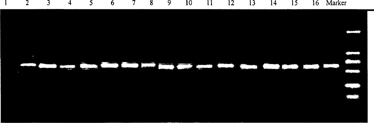 Detecting gene for tomato ulcer germs and detecting reagent case thereof