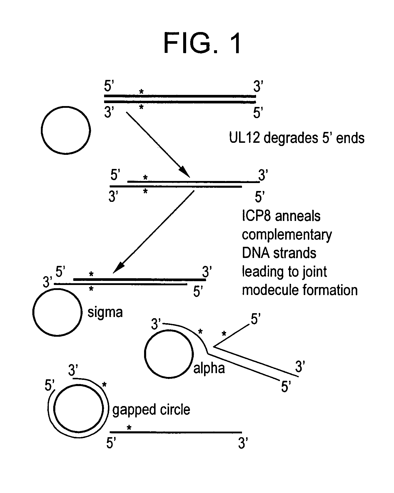 Viral recombinases, related articles, and methods of use thereof