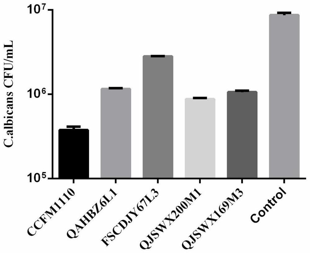 A strain of Lactobacillus crispatus capable of preventing and/or treating candida vaginitis